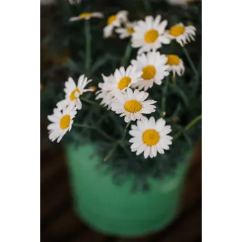 White Gerbera Daisy Plant